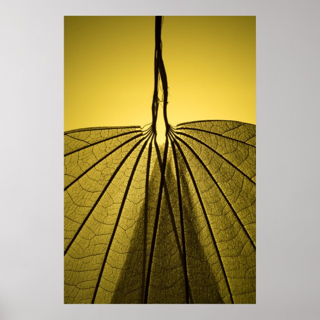 Leaf Skeleton Poster (Front)