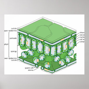 Leaf Tissue Structure Plant Cell Diagram Poster