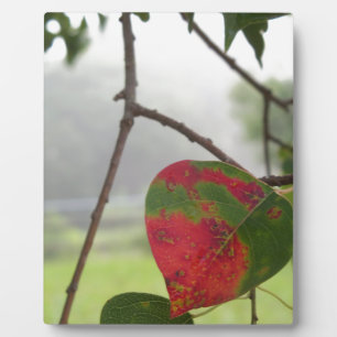 leaf turning red Fall in Florida Plaque