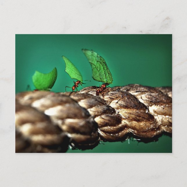 Leafcutter Ants Postcard (Front)
