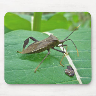 Leaffooted Bug (Acanthocephala fenorata) Items Mouse Pad