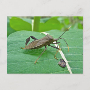 Leaffooted Bug (Acanthocephala fenorata) Items Postcard