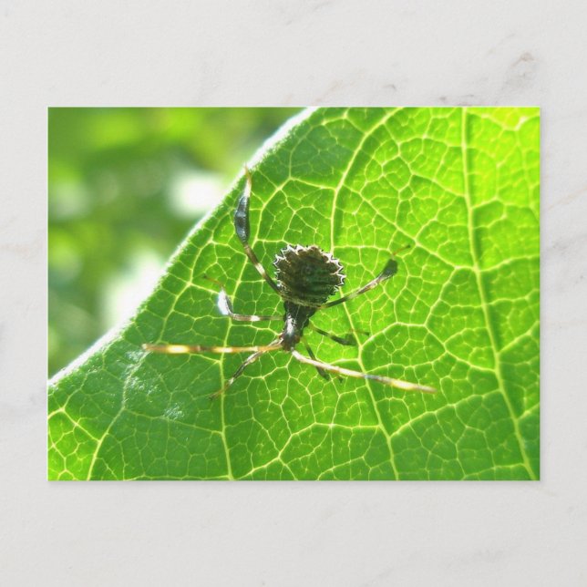Leaffooted Bug on Milkweed Postcard (Front)