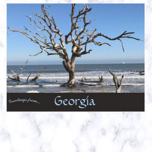 Leafless Tree in Jeckyll Island Georgia USA Postcard