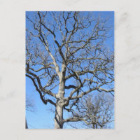 Leafless Tree