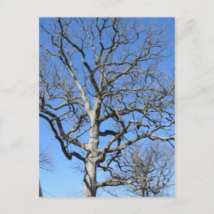 Leafless Tree Postcard