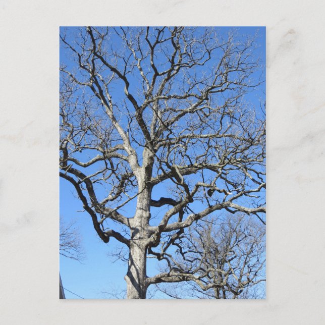 Leafless Tree Postcard (Front)