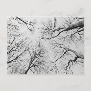 Leafless Trees in Thiepval Wood Postcard