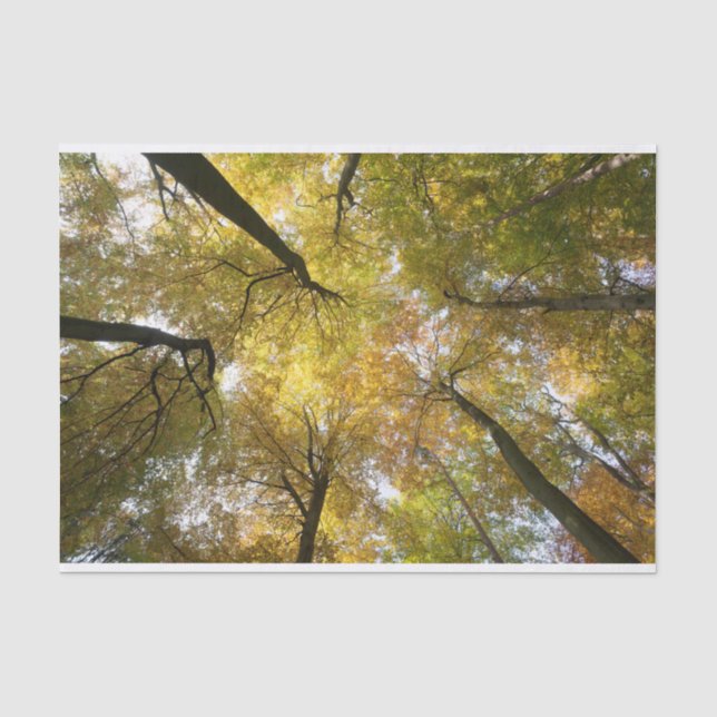 Leafy Canopy Tissue Paper (Front)