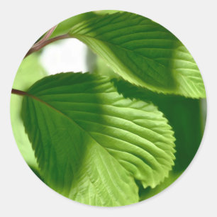 Leafy Green Classic Round Sticker