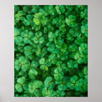 Leafy Green Clovers with Water Droplets