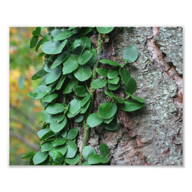Leafy Green Vine Growing On Tree Trunk 8x10 Photo Print (Front)