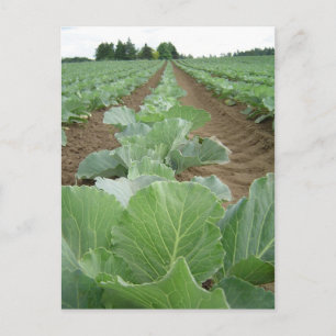 Leafy Greens, Farming Postcard