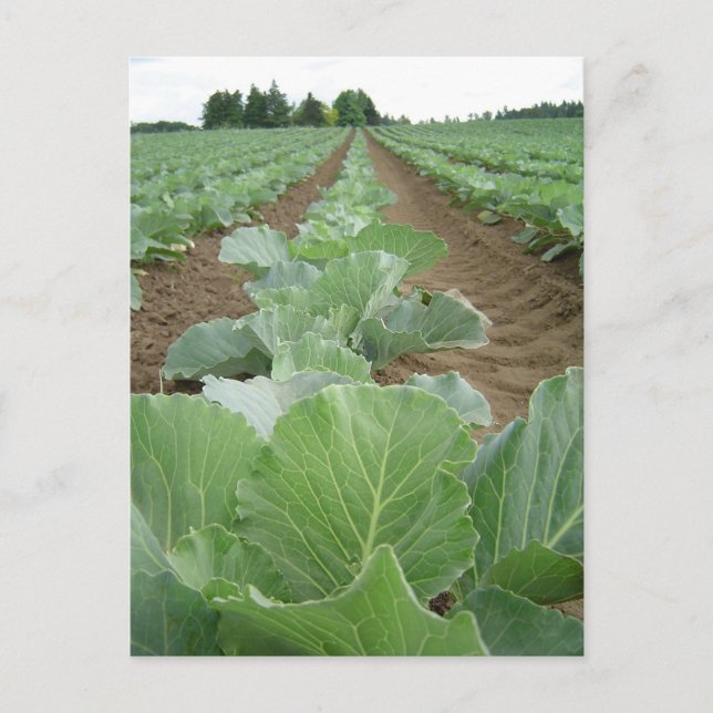 Leafy Greens, Farming Postcard (Front)