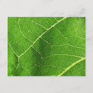 Leafy Labyrinth Postcard