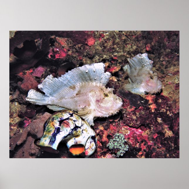Leafy Scorpionfish Pair Poster (Front)