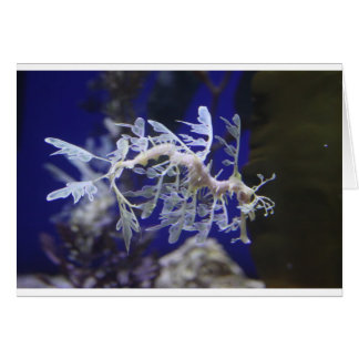 Leafy Sea Dragon
