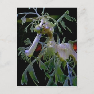 Leafy Sea Dragon Postcard