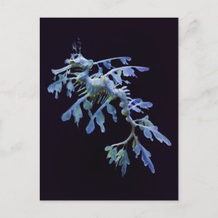 Leafy Sea Dragon Postcard