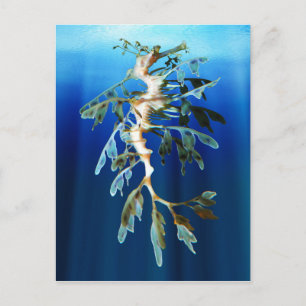 Leafy Sea Dragon Postcards