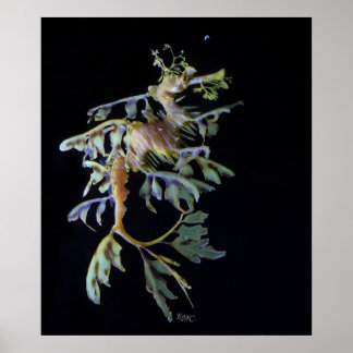 Leafy Seadragon & Mysid Shrimp Poster