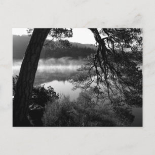 Leaning Pine at Derwentwater Postcard