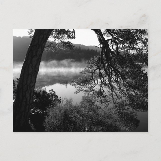 Leaning Pine at Derwentwater  Postcard (Front)