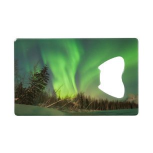 Leaning Spruce Aurora