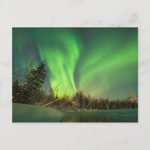 Leaning Spruce Aurora Postcard
