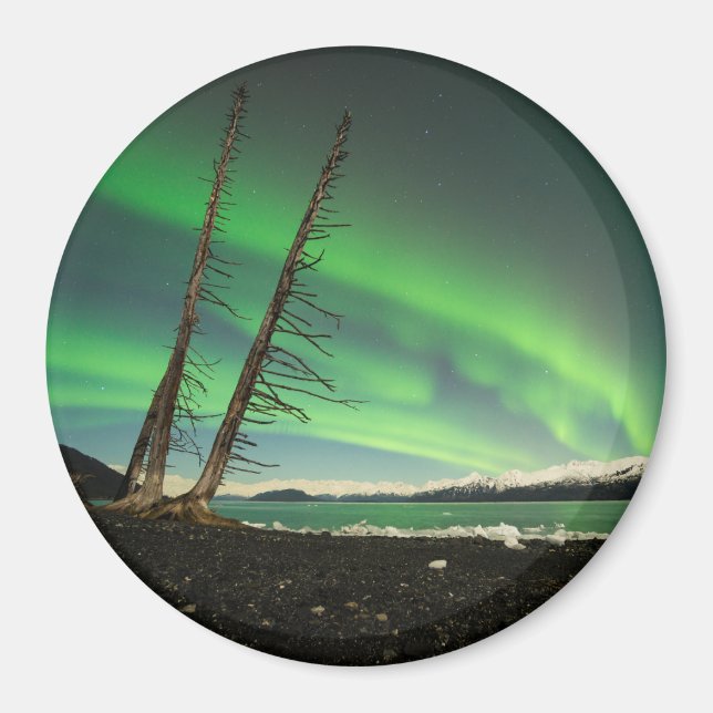 Leaning Tree Aurora Magnet (Front)