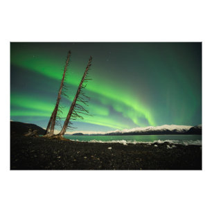 Leaning Tree Aurora Photo Print