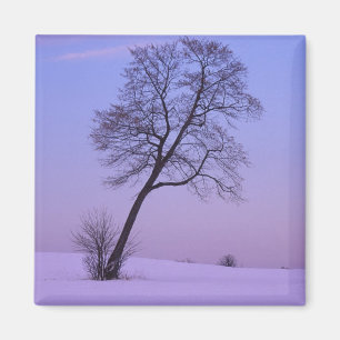 Leaning Tree in Snowy Field; Chippewa County; Magnet