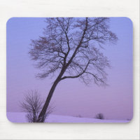 Leaning Tree in Snowy Field; Chippewa County;