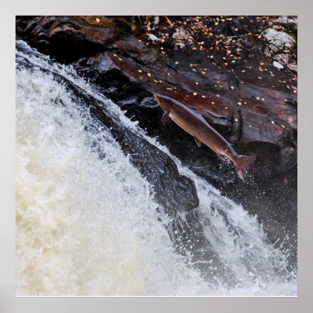 Leaping Atlantic salmon salmo salar Poster (Front)