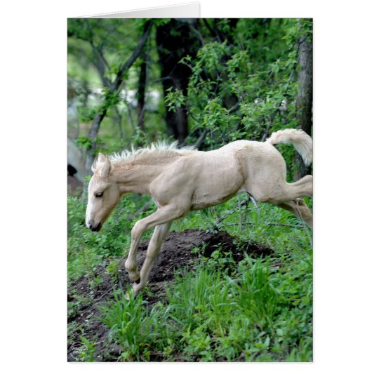 Leaping Colt Card