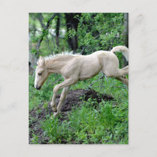 Leaping Colt Postcard