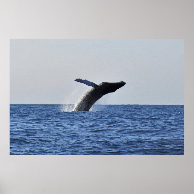 Leaping Humpback Poster (Front)