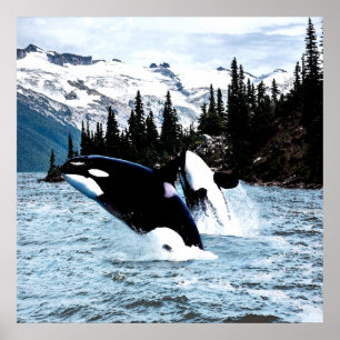 Leaping Orca Poster