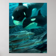 Learning to hunt mackerel