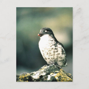 Least Auklets Postcard