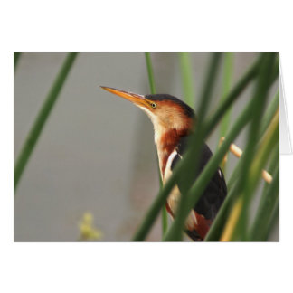 Least Bittern