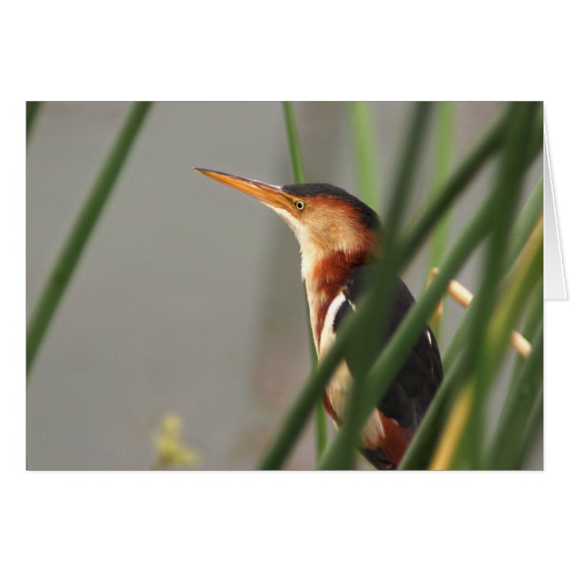 Least Bittern (Front Horizontal)