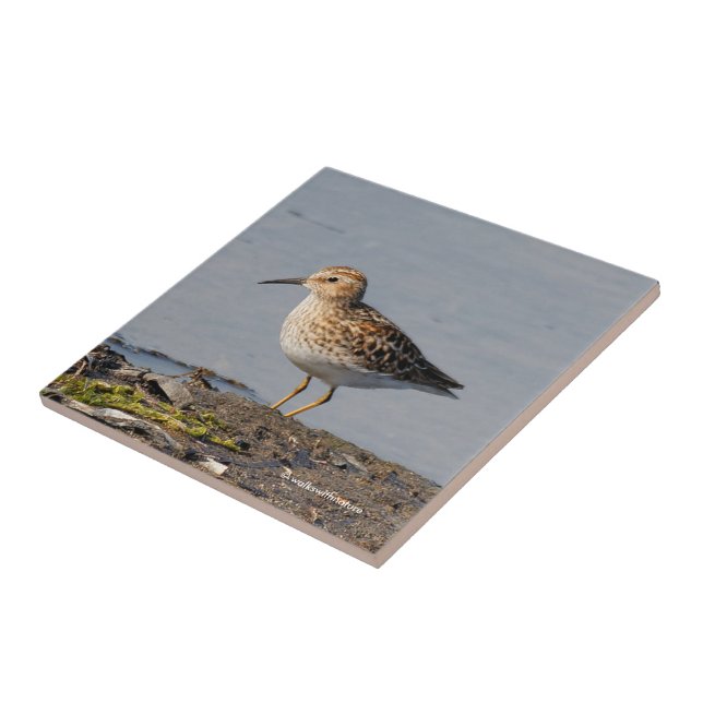 Least Sandpiper at Low Tide Ceramic Tile (Side)