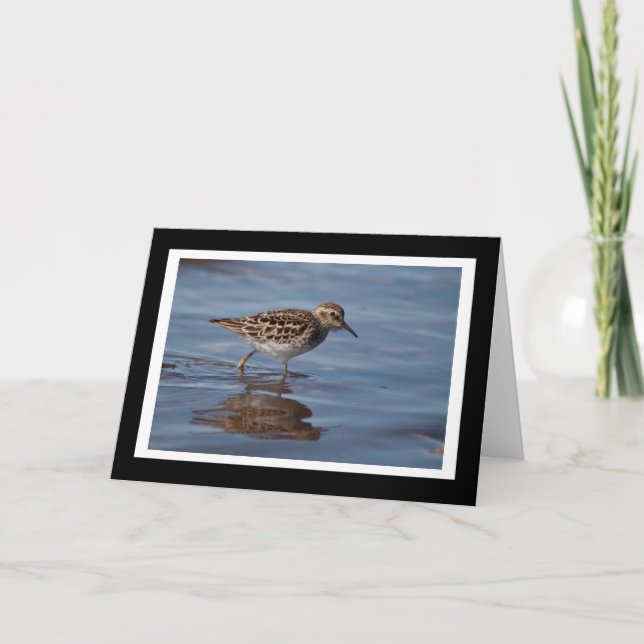 Least Sandpiper Blank Greeting Card (Front)