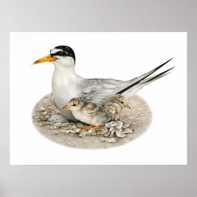 Least Tern with Chicks and Egg Poster (Front)