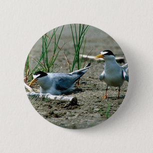 Least Terns 6 Cm Round Badge
