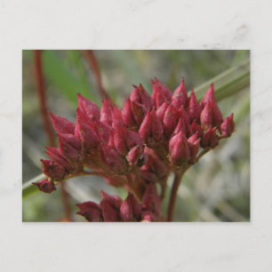 Leather-leaved Saxifrage, Unalaska Island Postcard