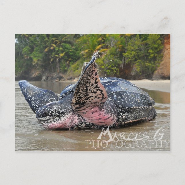 Leatherback Turtle Postcard (Front)