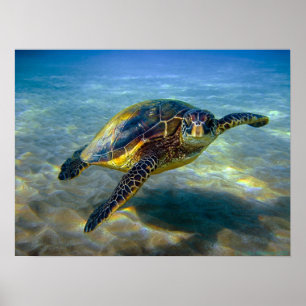 Leatherneck Sea Turtle Print
