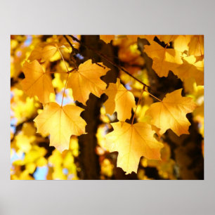 Leaves art prints Glowing Sunlit Yellow Autumn